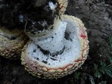 Amanita amerimuscaria image