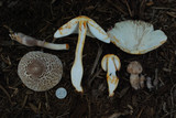 Leucoagaricus americanus image