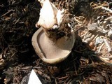 Sarcodon imbricatus image