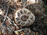 Sarcodon imbricatus image