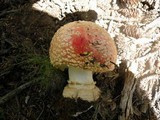 Amanita amerimuscaria image