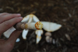 Leucoagaricus americanus image