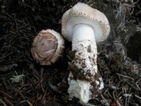 Agaricus amicosus image