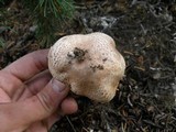 Agaricus amicosus image