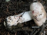 Agaricus amicosus image