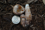 Leucoagaricus americanus image