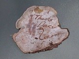 Ganoderma australe image