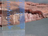 Ganoderma australe image