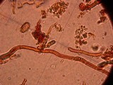 Ganoderma australe image
