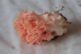 Ramaria araiospora image
