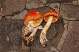 Amanita yema image