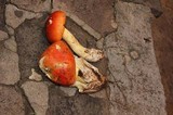 Amanita yema image