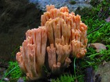 Ramaria formosa image