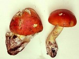 Amanita yema image