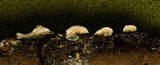 Irpex lacteus image