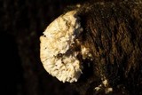 Irpex lacteus image