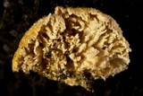 Irpex lacteus image