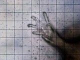 Irpex lacteus image