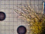 Irpex lacteus image