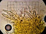 Irpex lacteus image