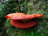 Fistulina hepatica image