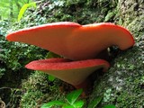 Fistulina hepatica image