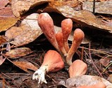 Clavariadelphus fasciculatus image