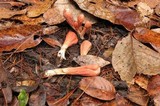 Clavariadelphus fasciculatus image