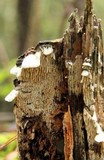 Antrodia albida image