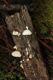 Antrodia albida image