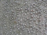 Pertusaria leioplaca image