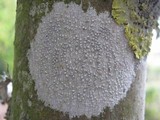 Pertusaria leioplaca image