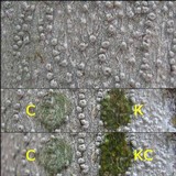 Pertusaria leioplaca image