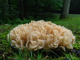 Sparassis spathulata image