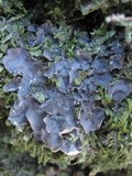 Leptogium cyanescens image