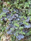 Leptogium cyanescens image