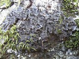 Leptogium cyanescens image
