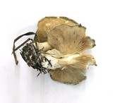 Clitopilus prunulus image