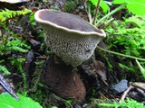 Hydnellum spongiosipes image