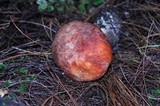 Leccinum monticola image