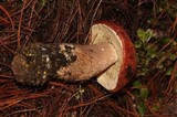 Leccinum monticola image