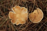 Rhodocollybia butyracea image