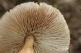 Rhodocollybia butyracea image
