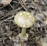 Amanita brunnescens image