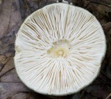 Amanita brunnescens image