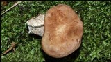Lentinula boryana image