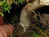Amanita sect. Vaginatae image