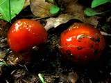 Calostoma cinnabarinum image