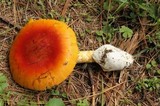 Amanita yema image