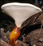 Ganoderma meredithiae image